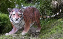 Bengall Tiger 